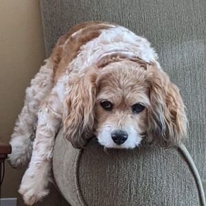 Meet your Posher, Joanne